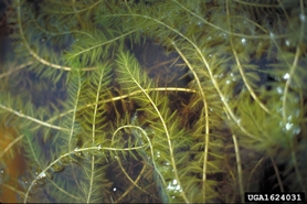 Eurasian watermilfoil, an invasive plant, growing underwater in dense strands